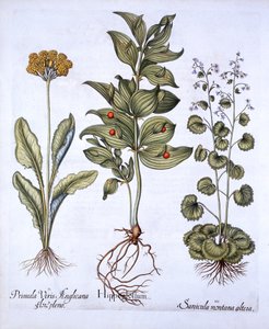 Hippoglossum, Sleutelbloem en Sanikelslangewortel, uit Hortus Eystettensis, door Basil Besler, 1613 door German School